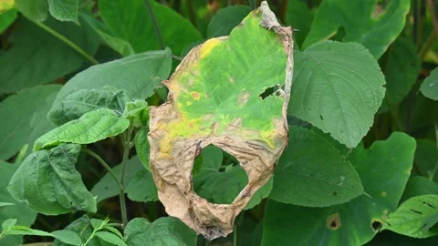 Diseased green elephant ear leaf or colocasia with brown spots. Stock Footage 346798460