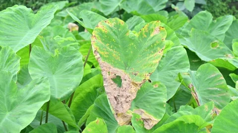 Diseased green elephant ear leaf or colocasia with brown spots. Stock Footage 346798462