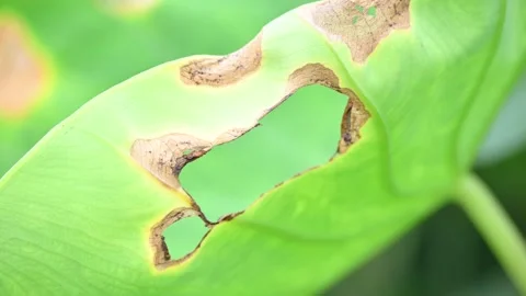 Diseased green elephant ear leaf or colocasia with brown spots. Stock Footage 346798505