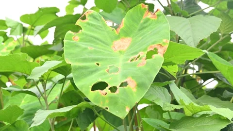 Diseased green elephant ear leaf or colocasia with brown spots. Stock Footage 346798517