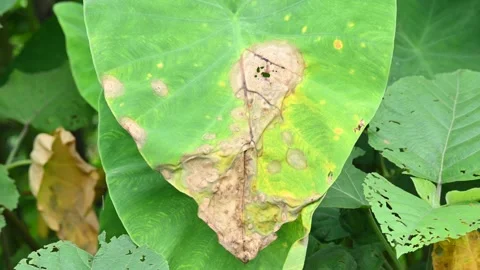 Diseased green elephant ear leaf or colocasia with brown spots. Stock Footage 346798549