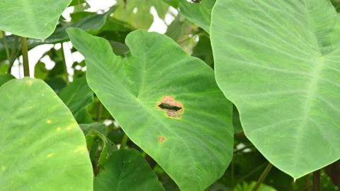 Diseased green elephant ear leaf or colocasia with brown spots. Stock Footage 346798552