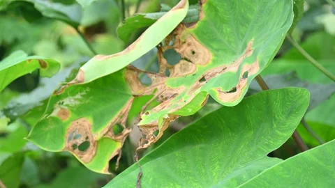 Diseased green elephant ear leaf or colocasia with brown spots. Stock Footage 346798554