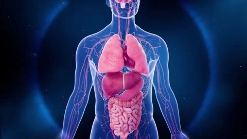 Diseased human organs transform into healthy ones Stockbeeldmateriaal 344102655