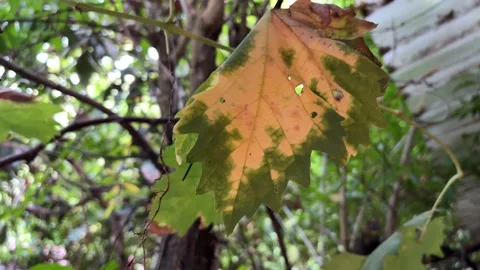Diseased Leaf on Grape Vine Stock Footage 316063731