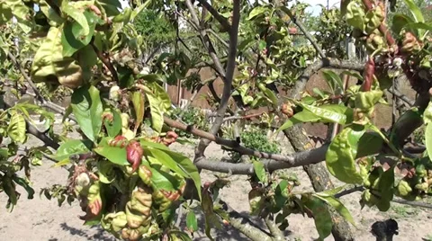 Diseased leaves of peach tree Stock Footage 39453769