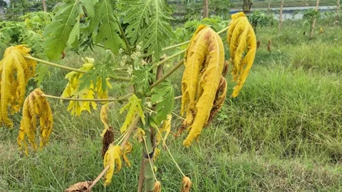 Diseased Papaya Tree With Yellowing Drooping Leaves Stem Rot Symptoms Close Up Stock Footage 342208996