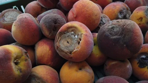 Diseased, rotten peach Close Up with tiny flies on a pile Stock Footage 124378180