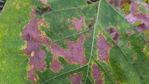 Diseased Teak Leaf with Brown Spots Stock Footage 342754482