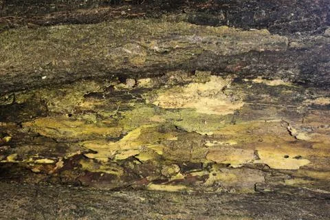 Diseased tree bark Stock Photos