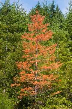 Diseased tree in forest Stock Photos