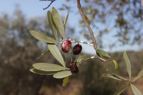 Diseases affected olive trees 库存照片