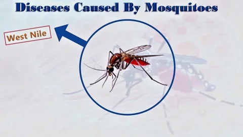 Diseases Caused by  Mosquitoes Stock Footage 296789798