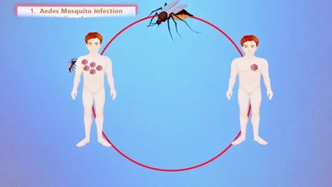 Diseases Caused by  Mosquitoes Stock Footage 296881022