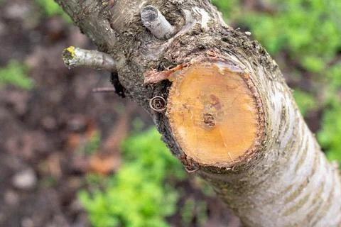 Diseases of the cherry tree. Pruning branches Stock Photos