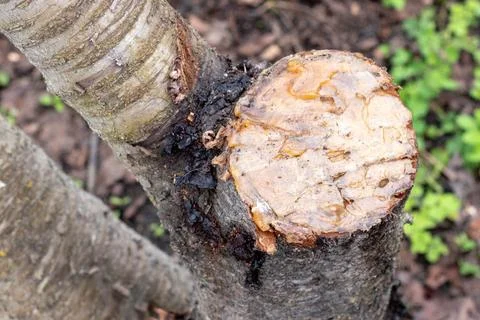 Diseases of the cherry tree. Pruning branches Diseases of the cherry tree.... Stock Photos