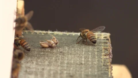 Diseases of the honey bee, aborted Video stock 116983602