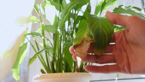 Diseases of indoor plants. Diseases of h... | Stock Video | Pond5