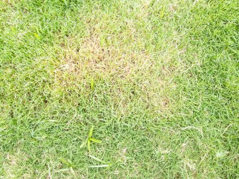 Diseases of turf Stock Photos