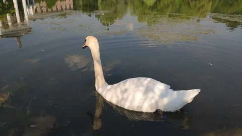 A disgruntled white swan Stock Footage 157216717