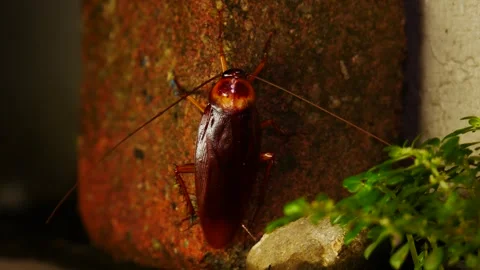 Disgusting American Cockroach waiting on a brick moving antennae and feelers Stock Footage 263408944