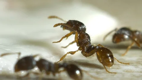 Disgusting ant on a floor Video stock 94602263