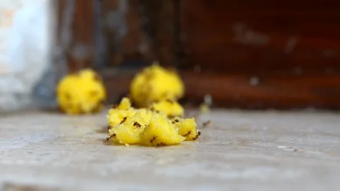 Disgusting domestic ants invasing kitchen food on the table. Domestic disease Stock Footage 115443638