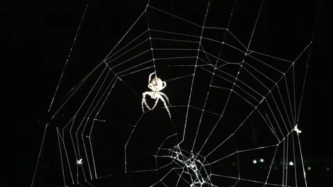 Disgusting spider makes the web to capture the prey Видео 116270386