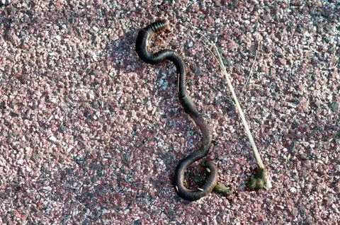 Disgusting worm Stock Photos
