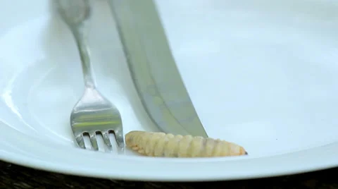 Dish of beetle larvae.larvae beetle  on a plate. Stock Footage 39002880