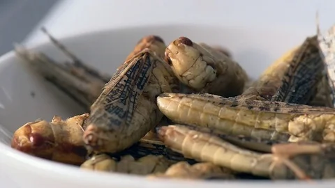 Dish with grasshopper Stock Footage 83463716