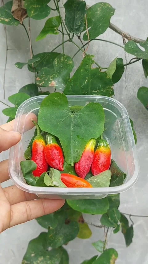 Dish from the Harvest Stock Footage 301378215