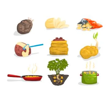 Dishes of potatoes set, raw and cooked potatoes vector Illustrations Stock Illustration