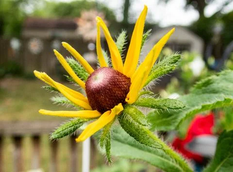 Disk-of-a-yellow-daisy - 14 Stock Photos