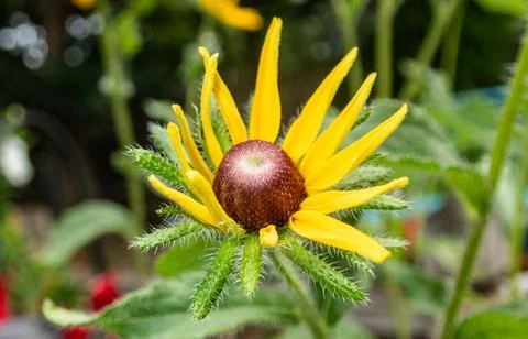 Disk-of-a-yellow-daisy - 15 Stock-Fotos