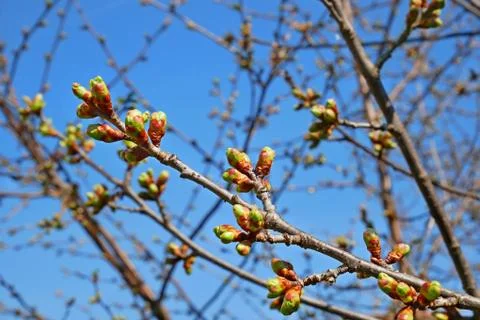 Dismissed cherry buds in springtime Stock Photos