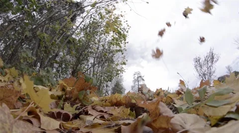 Disordered motion of trees in a hardwood forest under wind action at the end  Stock Footage 59938382
