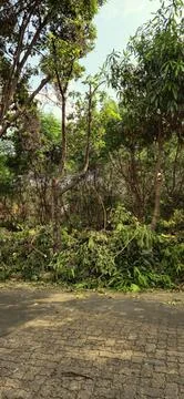 Disorganization in tree pruning Stock Photos