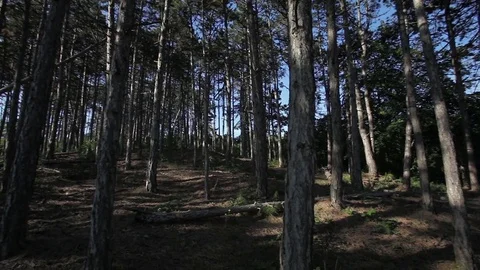 Disoriented POV looking around forest Stock Footage 77774399