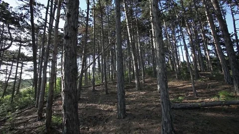 Disoriented POV looking around forest 2 Stock Footage 77774442