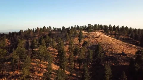 Dispersed Camping 2 | Sunrise in Forest | 4K Drone Footage Stock Footage 194507530