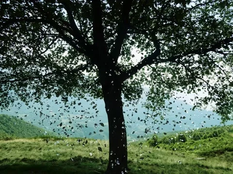 Dispersion effect, cone digital tree Stock Footage 144991567