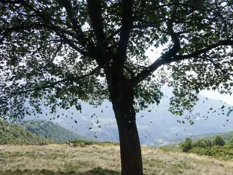 Dispersion effect , tree with falling leaves Stock Footage 144831527