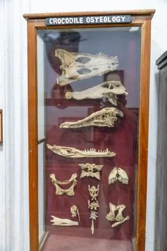 A display of animal bones, including a crocodile's, in a glass case. in Chenn Stock Photos