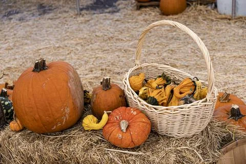 Display of Assorted Pumpkins inside a Weaved Basket on Haystack Foto stock