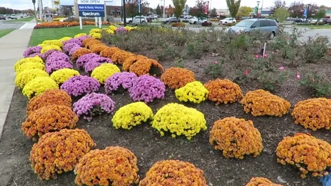 Display of Beautiful flowers 動画素材 246948938