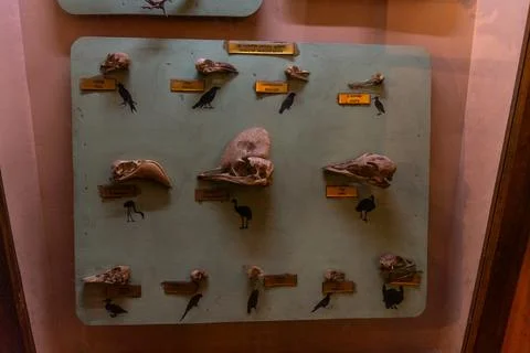 A display of bird skulls and bones. in Chennai Stock Photos