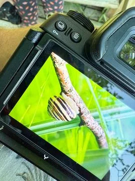 On the display of a camera a snail on a branch is shown in green Stock Photos