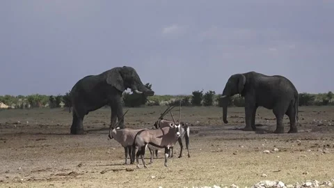 Display closer: head/ear shake, trunk curls on tusk — Part 10 Stock Footage 320790128