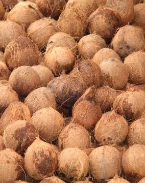 Display of Coconuts. 写真素材